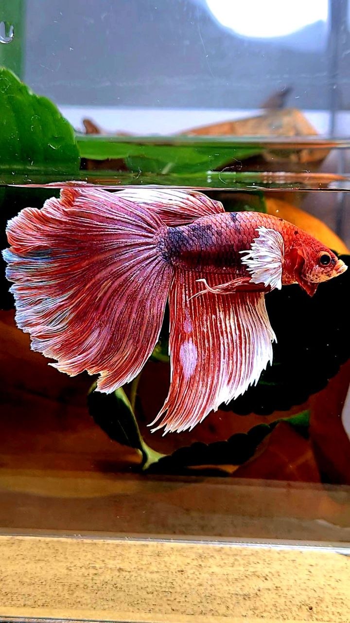HALFMOON BIG EAR FANCY BETTA FISH