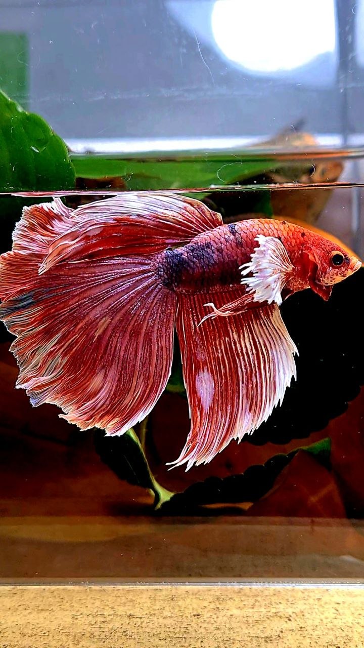 HALFMOON BIG EAR FANCY BETTA FISH
