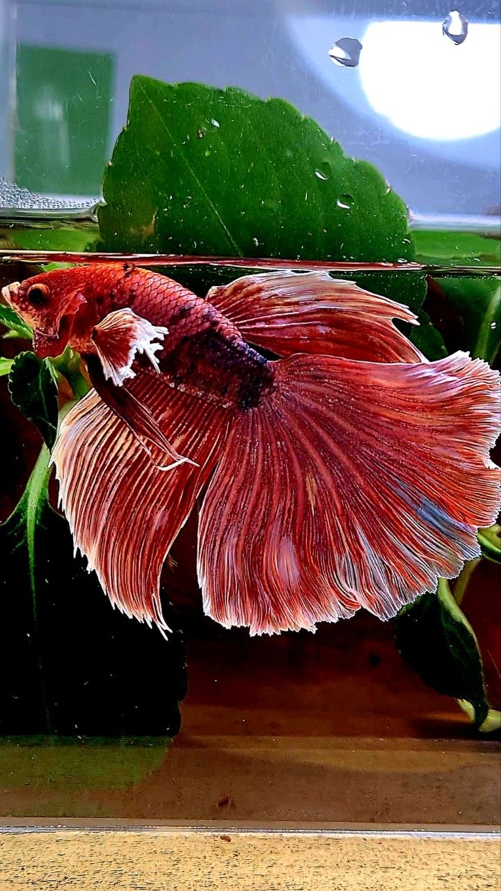 HALFMOON BIG EAR FANCY BETTA FISH