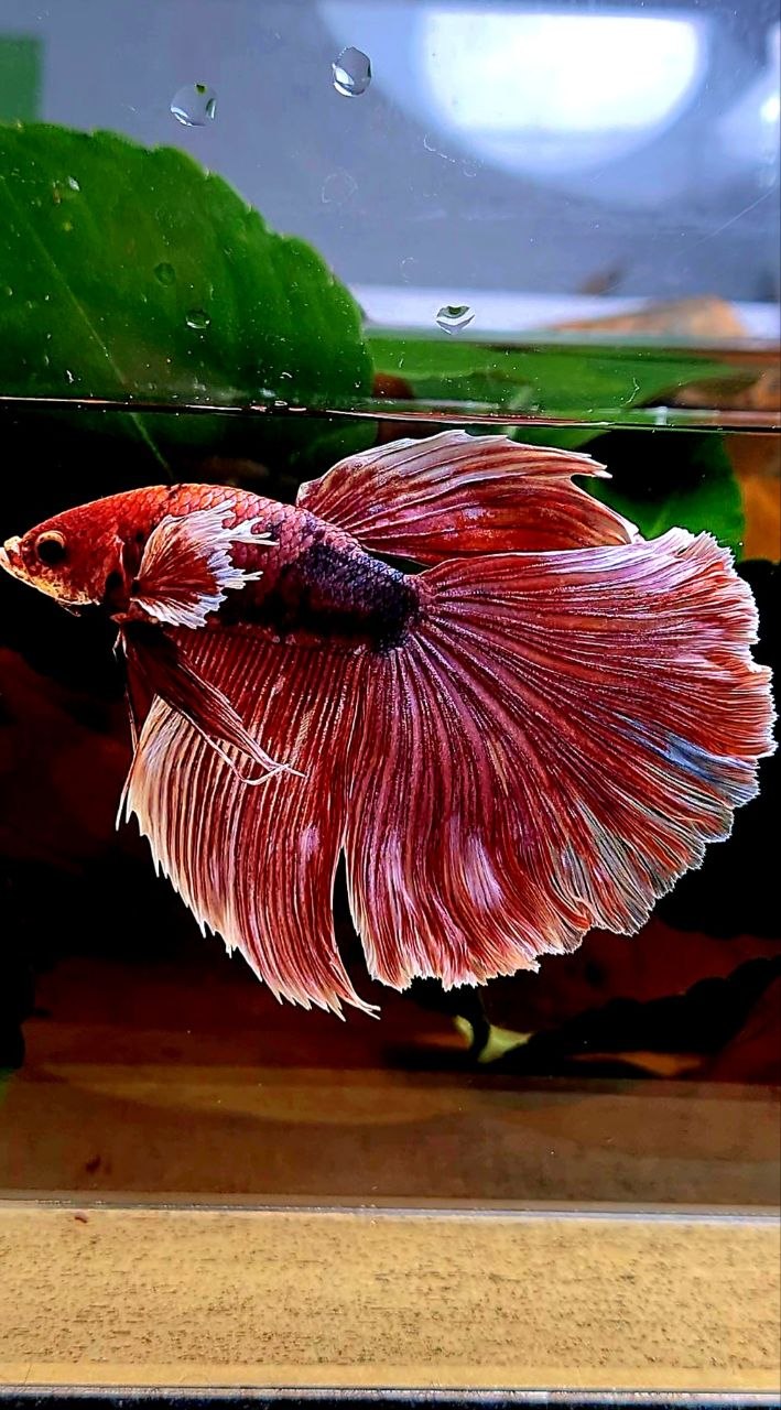 HALFMOON BIG EAR FANCY BETTA FISH