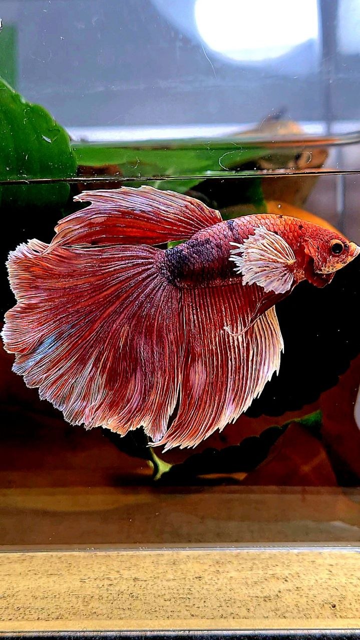 HALFMOON BIG EAR FANCY BETTA FISH