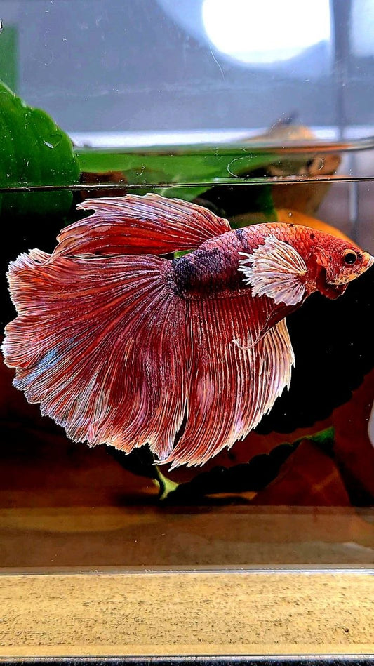 HALFMOON BIG EAR FANCY BETTA FISH