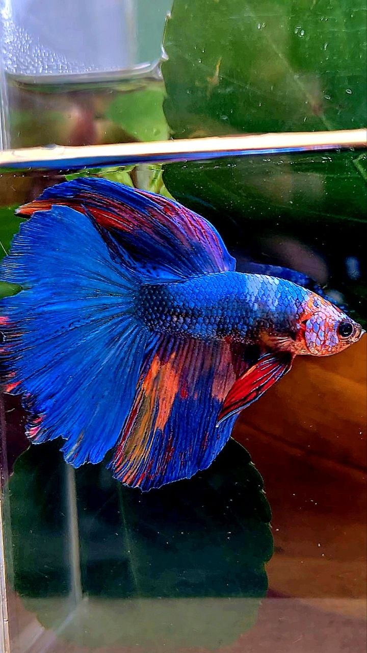HALFMOON BLUE FANCY MULTICOLOR BETTA FISH