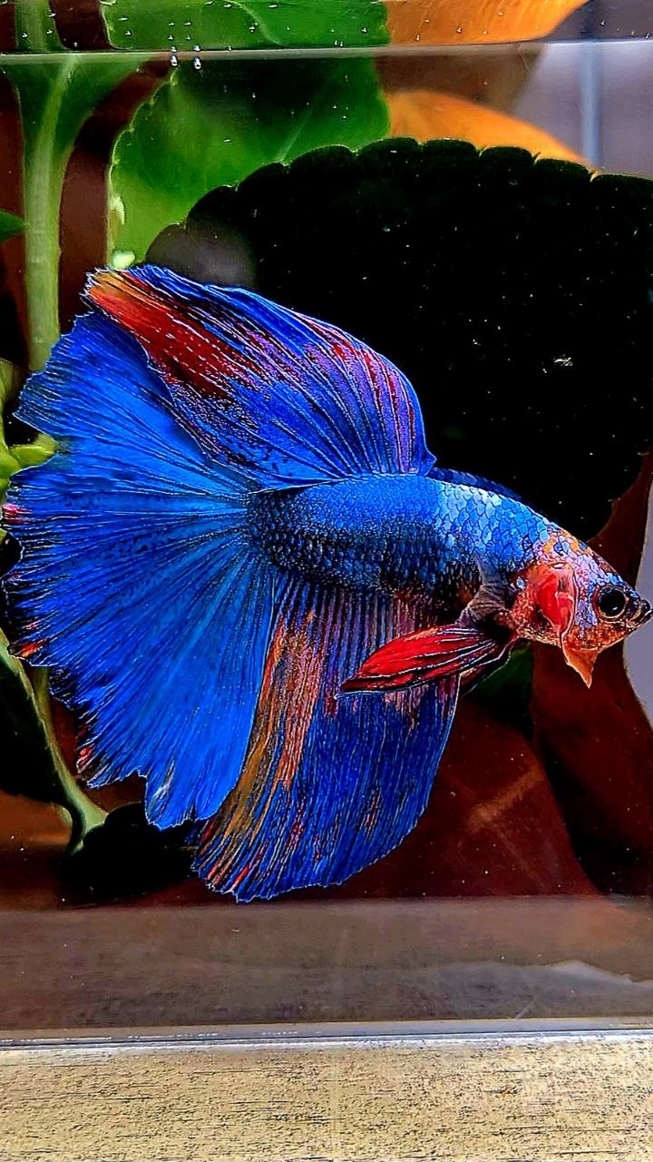 HALFMOON BLUE FANCY MULTICOLOR BETTA FISH