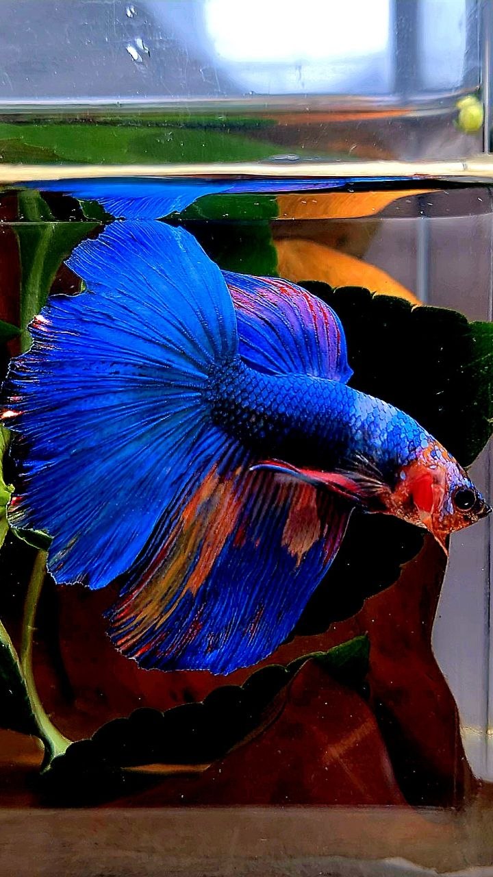 HALFMOON BLUE FANCY MULTICOLOR BETTA FISH