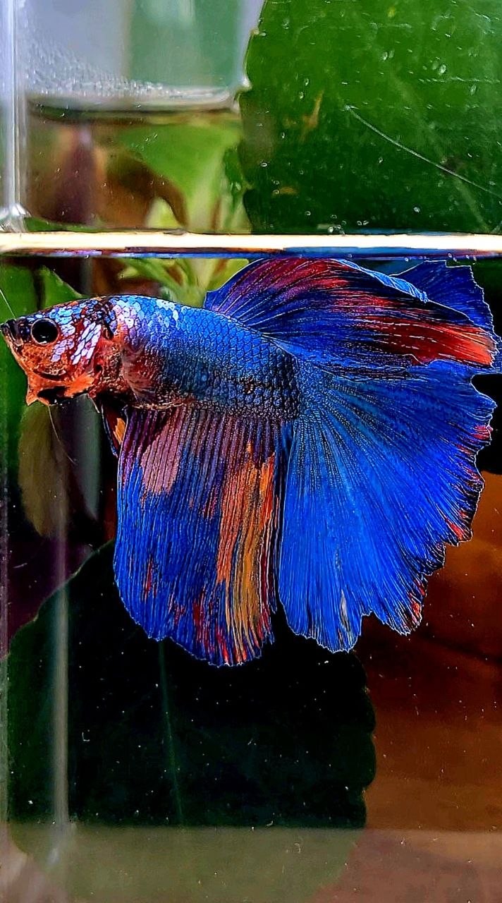 HALFMOON BLUE FANCY MULTICOLOR BETTA FISH