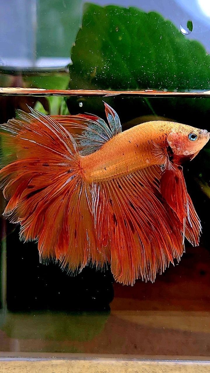 HALFMOON ROSETAIL ARMAGEDDON BETTA FISH