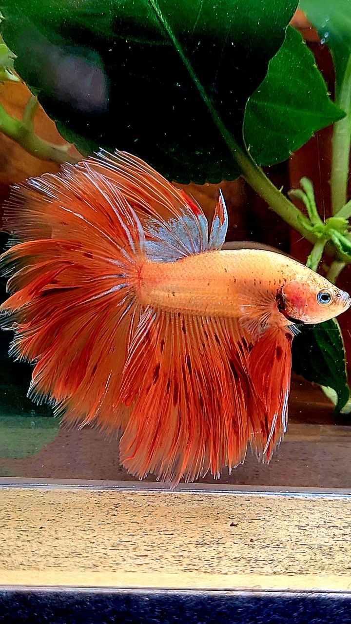 HALFMOON ROSETAIL ARMAGEDDON BETTA FISH