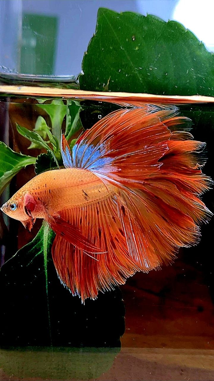 HALFMOON ROSETAIL ARMAGEDDON BETTA FISH