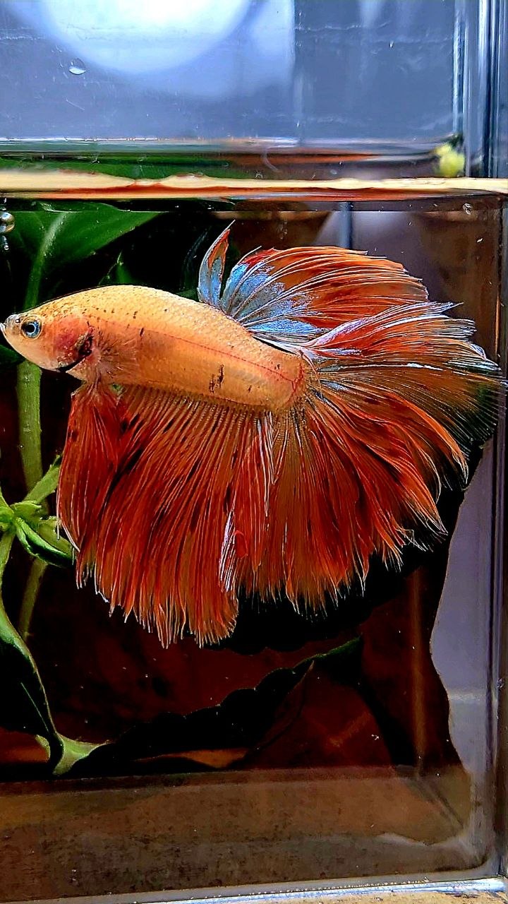 HALFMOON ROSETAIL ARMAGEDDON BETTA FISH
