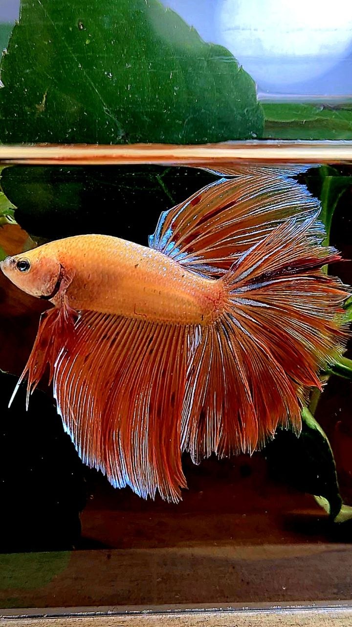 HALFMOON ROSETAIL ARMAGEDDON BETTA FISH