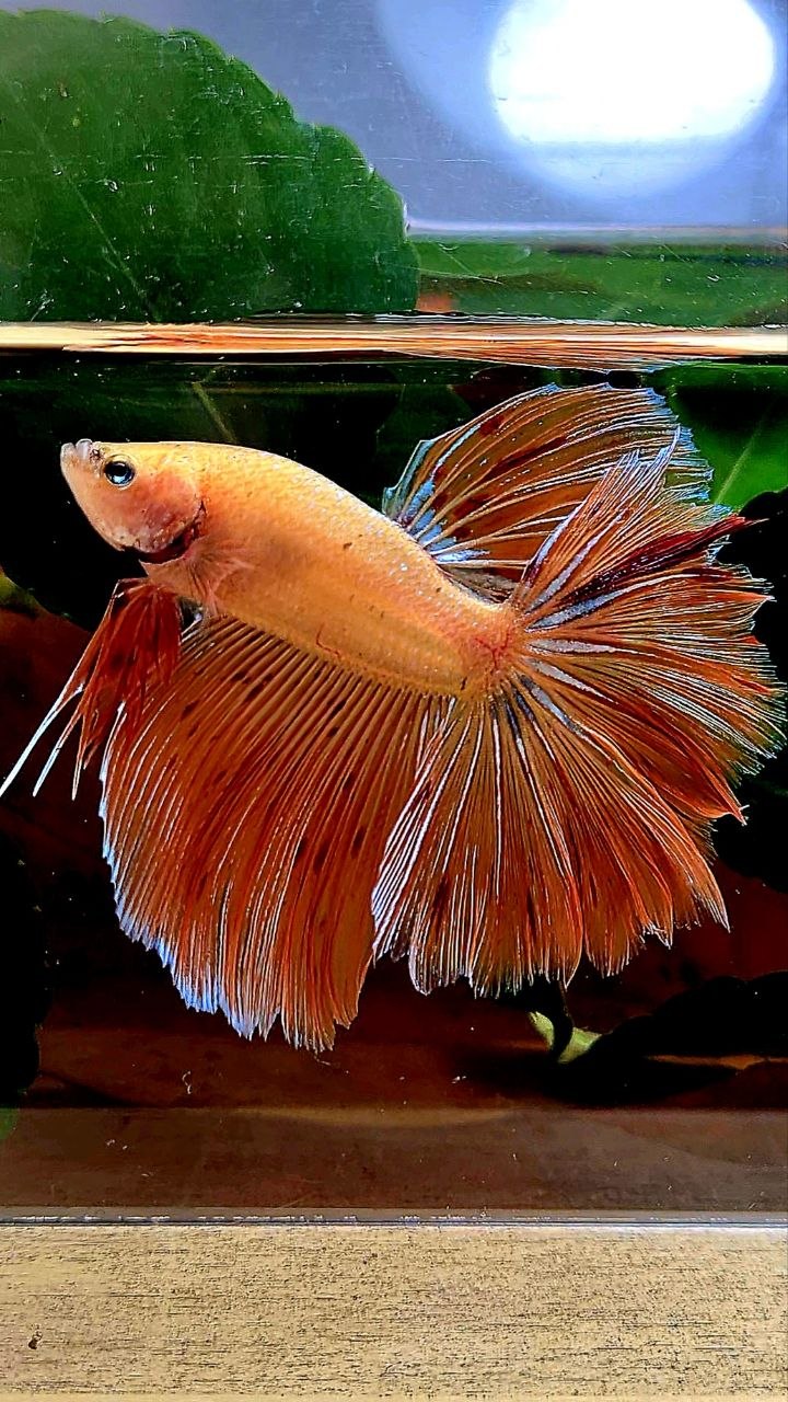 HALFMOON ROSETAIL ARMAGEDDON BETTA FISH