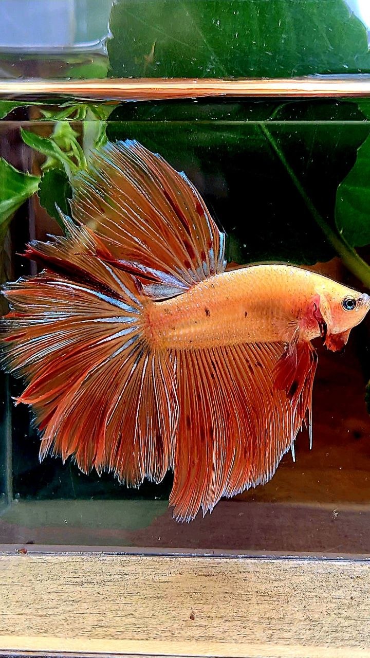 HALFMOON ROSETAIL ARMAGEDDON BETTA FISH