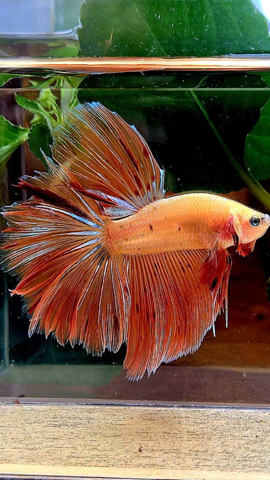 HALFMOON ROSETAIL ARMAGEDDON BETTA FISH