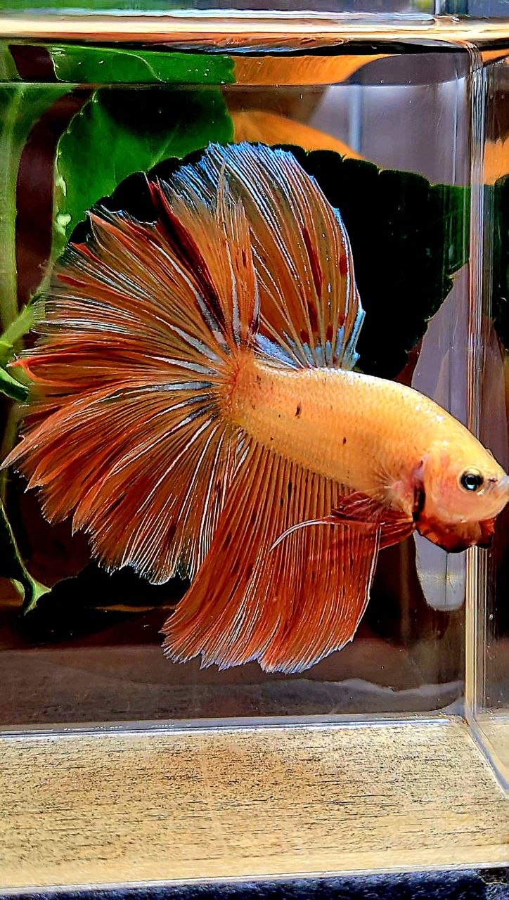 HALFMOON ROSETAIL ARMAGEDDON BETTA FISH