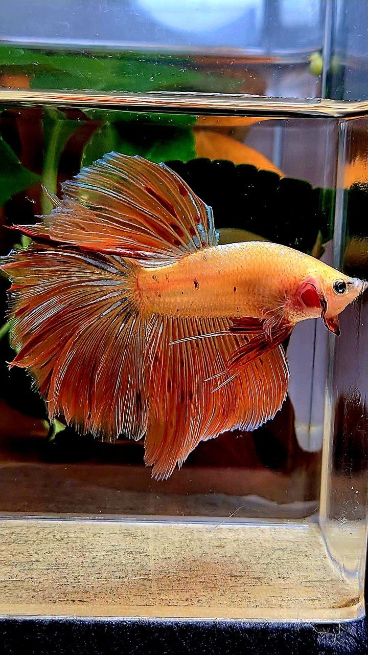 HALFMOON ROSETAIL ARMAGEDDON BETTA FISH