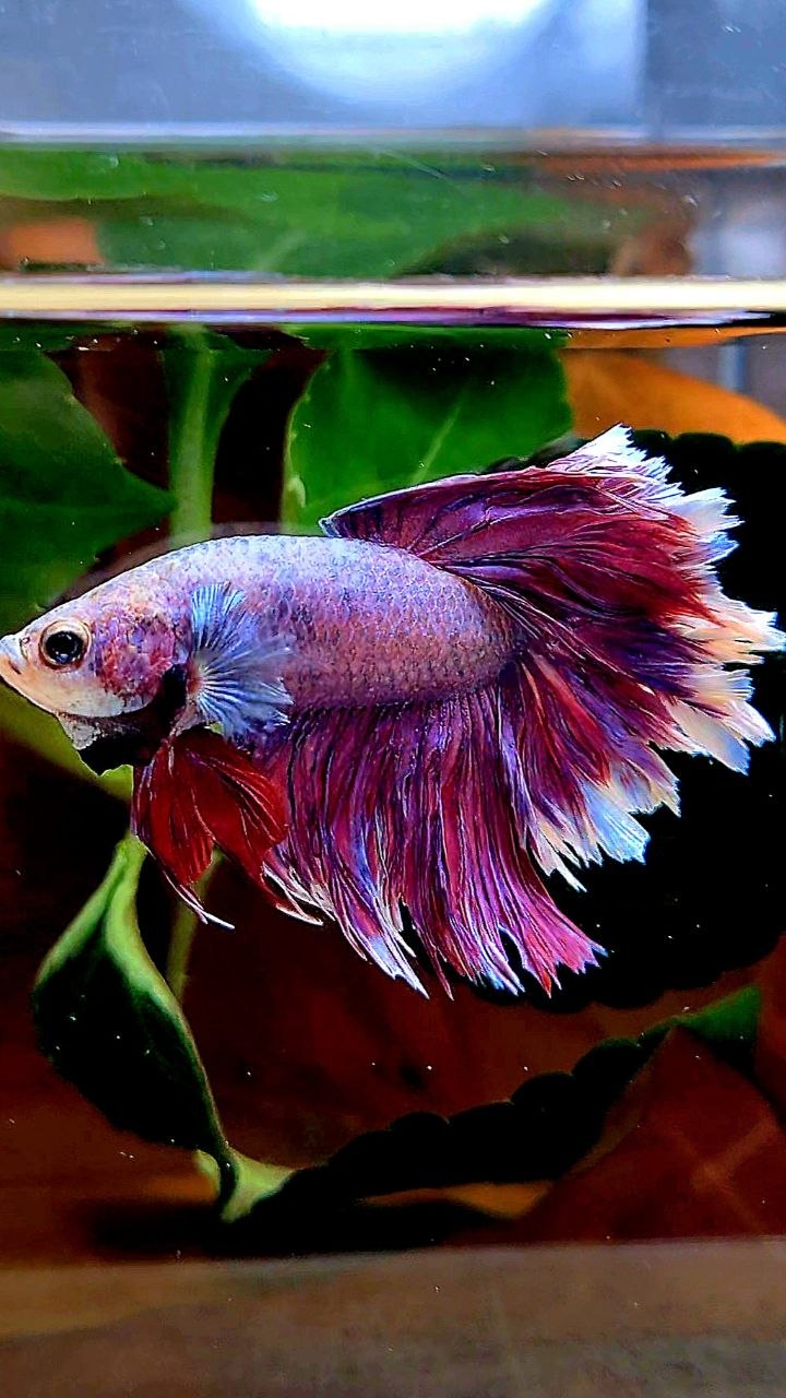 HALFMOON FEATHER TAIL PURPLE BETTA FISH