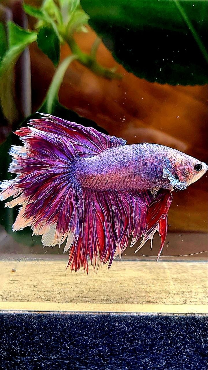 HALFMOON FEATHER TAIL PURPLE BETTA FISH