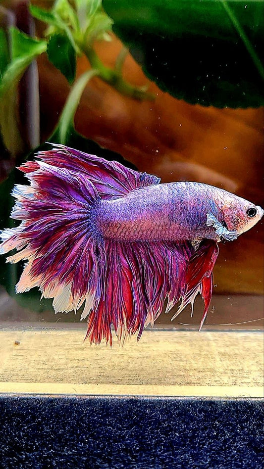 HALFMOON FEATHER TAIL PURPLE BETTA FISH