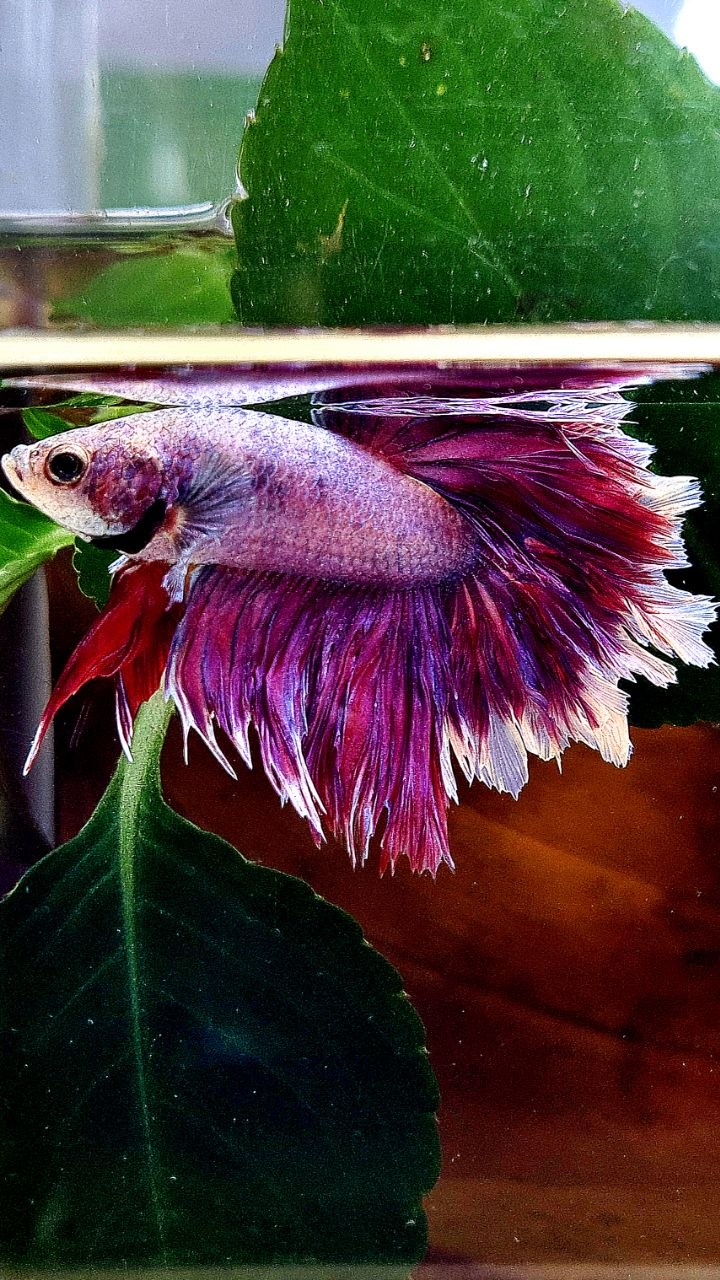 HALFMOON FEATHER TAIL PURPLE BETTA FISH