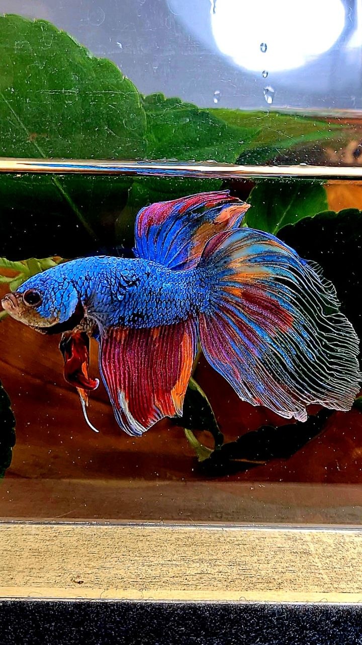 XL VEILTAIL FANCY MULTICOLOR BETTA FISH