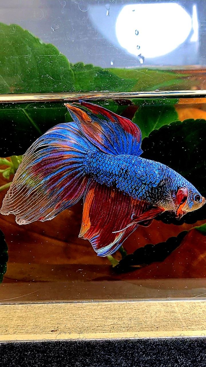 XL VEILTAIL FANCY MULTICOLOR BETTA FISH