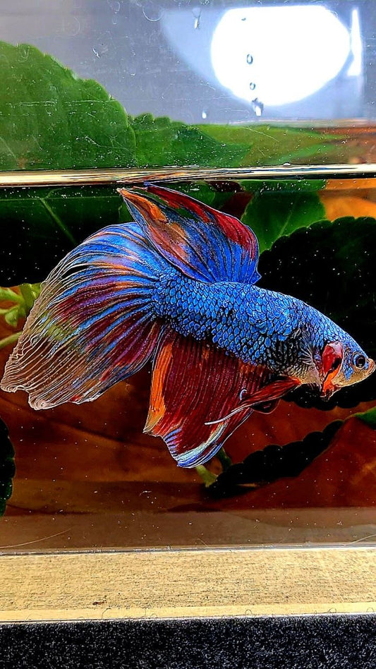 XL VEILTAIL FANCY MULTICOLOR BETTA FISH