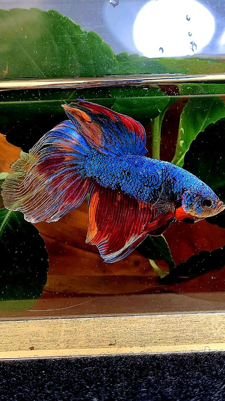 XL VEILTAIL FANCY MULTICOLOR BETTA FISH