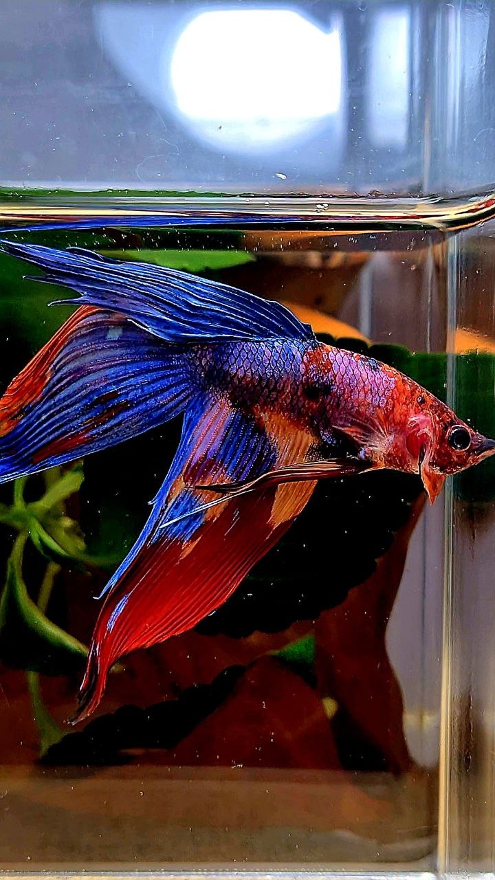 VEILTAIL FANCY PURPLE MULTICOLOR BETTA FISH