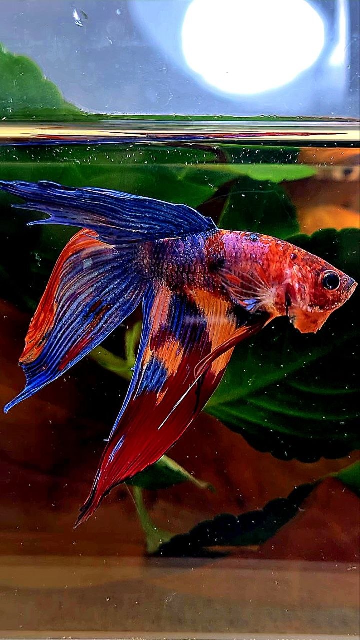 VEILTAIL FANCY PURPLE MULTICOLOR BETTA FISH
