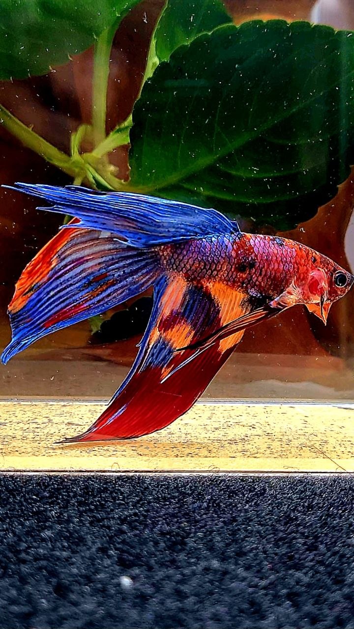 VEILTAIL FANCY PURPLE MULTICOLOR BETTA FISH