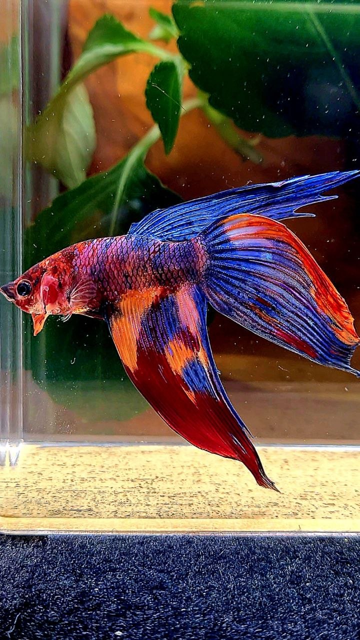 VEILTAIL FANCY PURPLE MULTICOLOR BETTA FISH