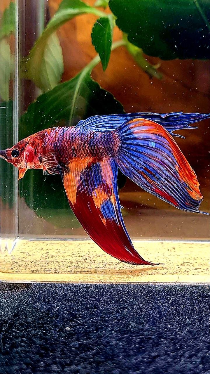 VEILTAIL FANCY PURPLE MULTICOLOR BETTA FISH