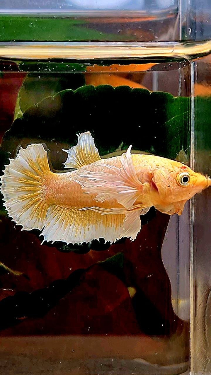 FEMALE PLAKAT SUPER DUMBO EAR GOLD BUTTERFLY BETTA FISH