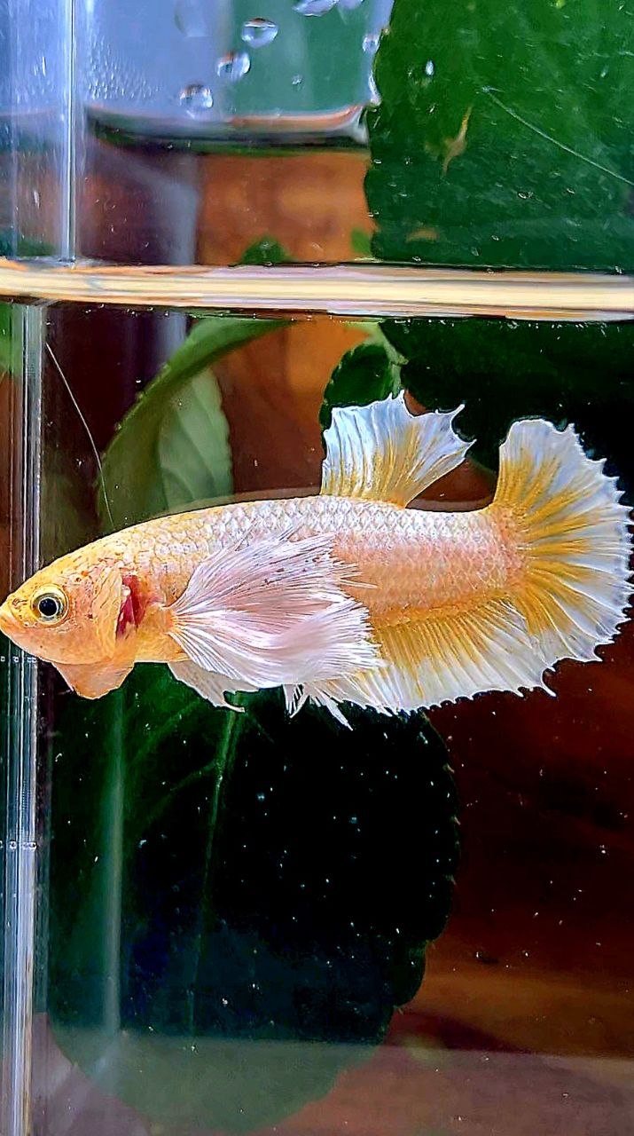 FEMALE PLAKAT SUPER DUMBO EAR GOLD BUTTERFLY BETTA FISH