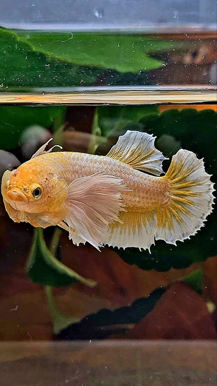 FEMALE PLAKAT SUPER DUMBO EAR GOLD BUTTERFLY BETTA FISH