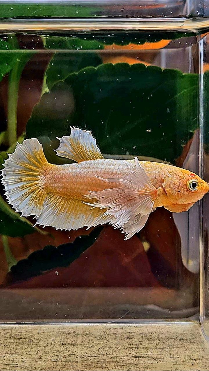 FEMALE PLAKAT SUPER DUMBO EAR GOLD BUTTERFLY BETTA FISH