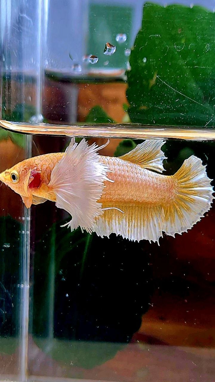 FEMALE PLAKAT SUPER DUMBO EAR GOLD BUTTERFLY BETTA FISH