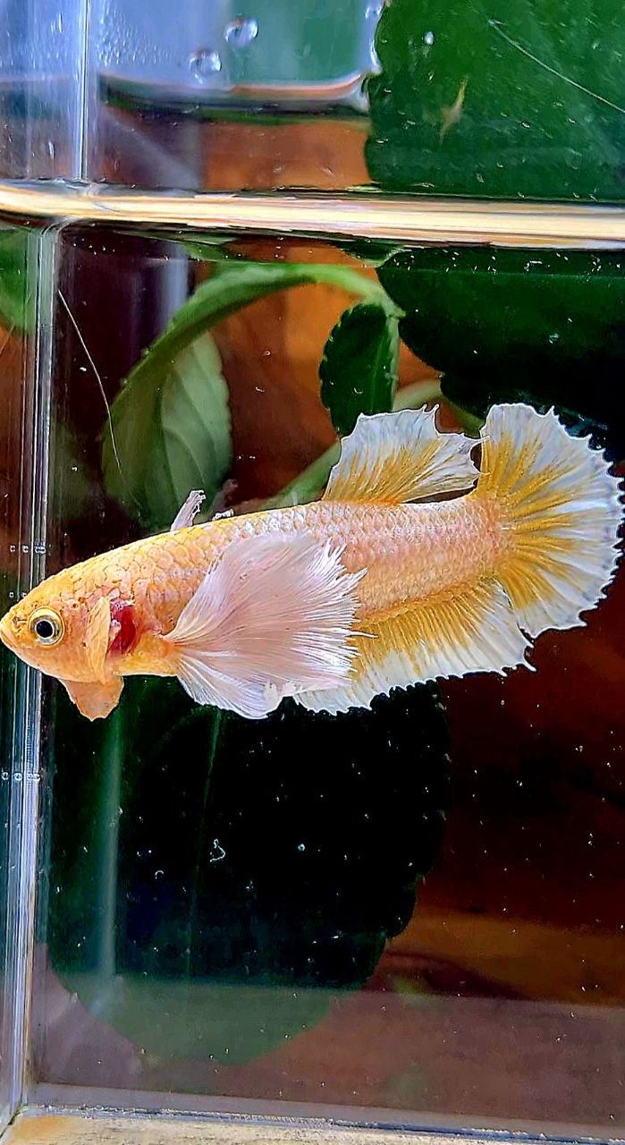 FEMALE PLAKAT SUPER DUMBO EAR GOLD BUTTERFLY BETTA FISH