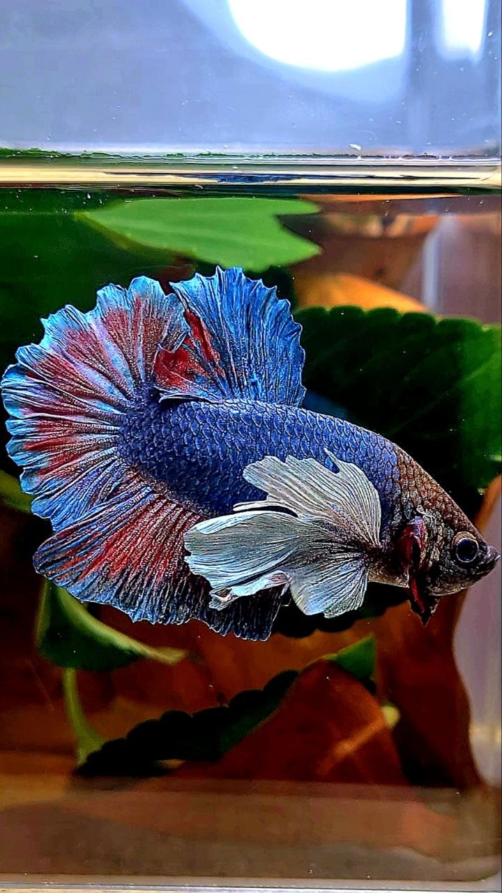 PLAKAT DUMBO EAR BLUE GRAY RED BETTA FISH