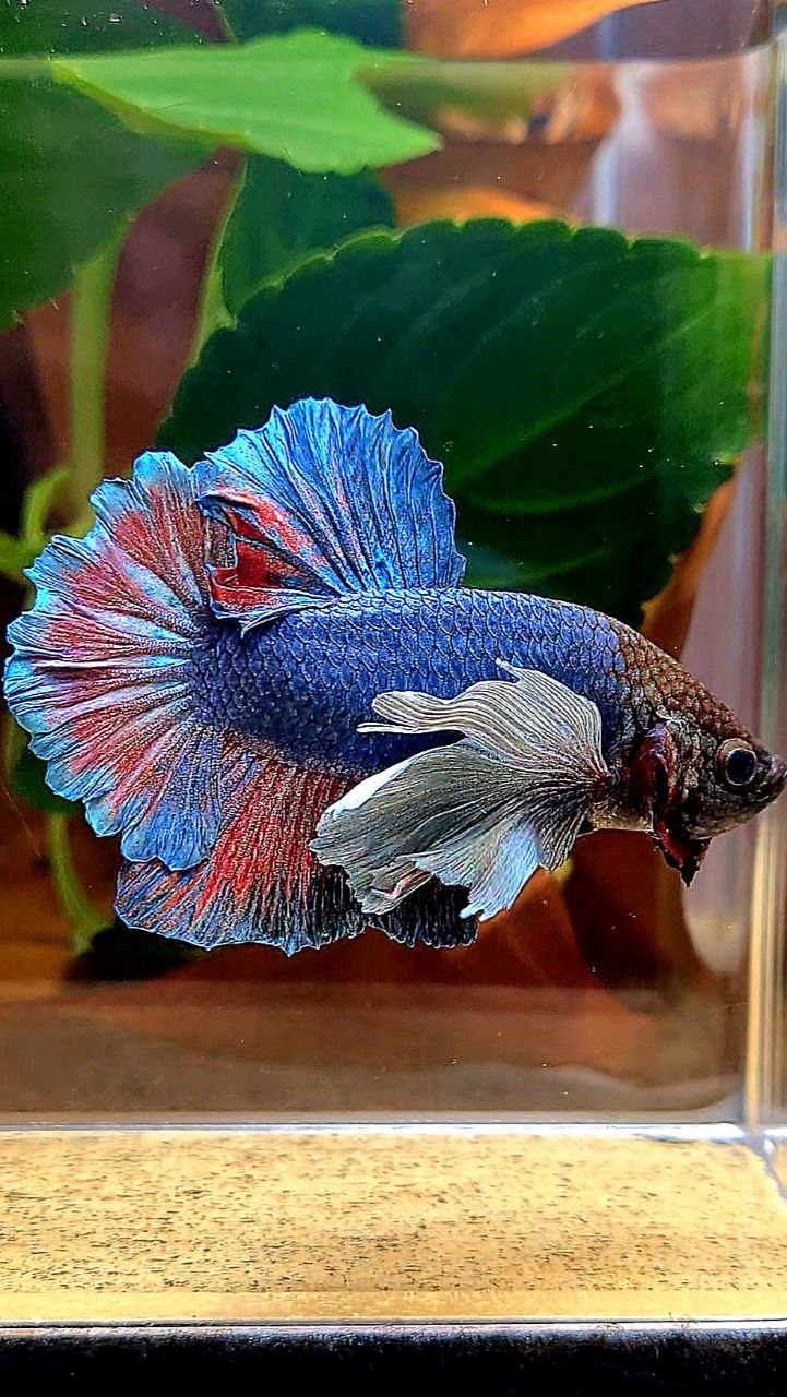 PLAKAT DUMBO EAR BLUE GRAY RED BETTA FISH