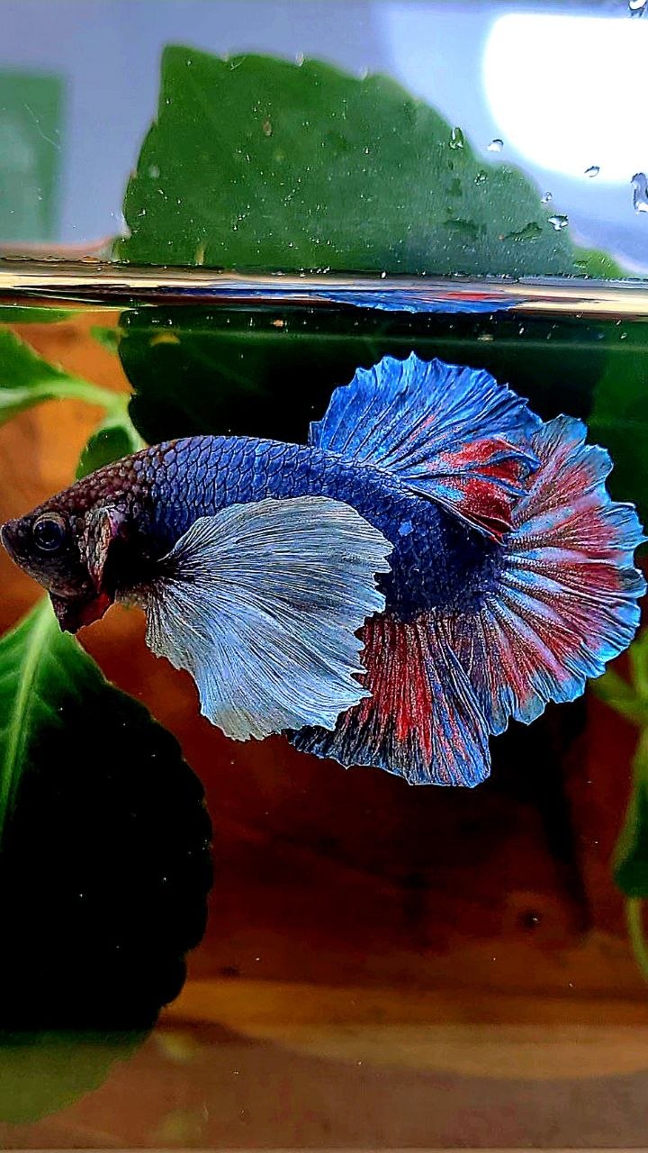 PLAKAT DUMBO EAR BLUE GRAY RED BETTA FISH