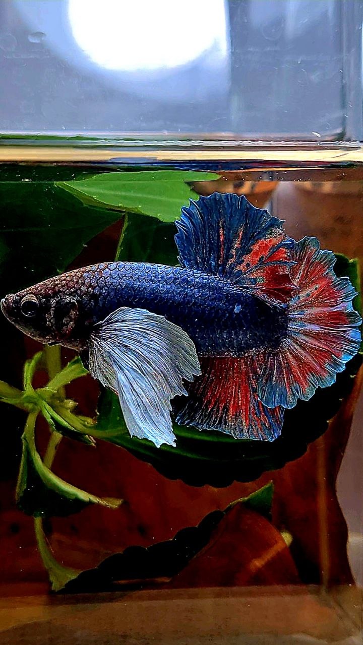 PLAKAT DUMBO EAR BLUE GRAY RED BETTA FISH