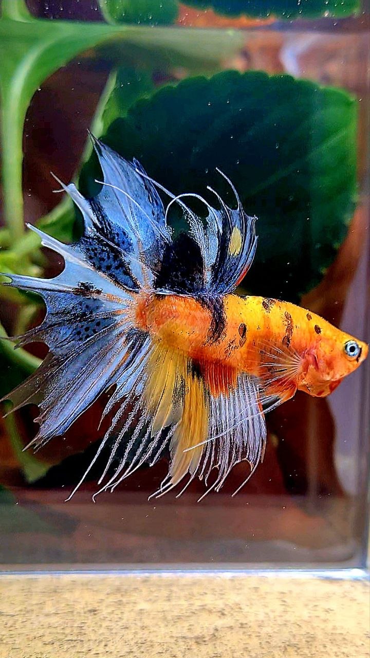 CROWNTAIL YELLOW BASED MULTICOLOR BETTA FISH