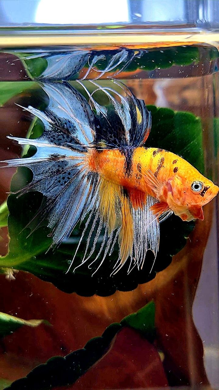 CROWNTAIL YELLOW BASED MULTICOLOR BETTA FISH