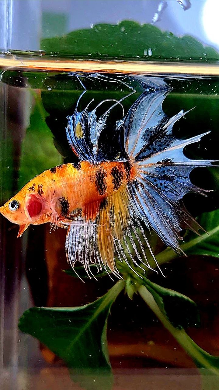 CROWNTAIL YELLOW BASED MULTICOLOR BETTA FISH