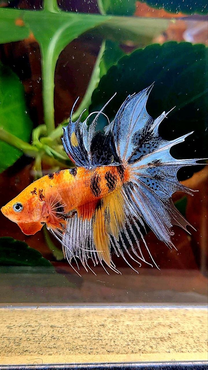 CROWNTAIL YELLOW BASED MULTICOLOR BETTA FISH