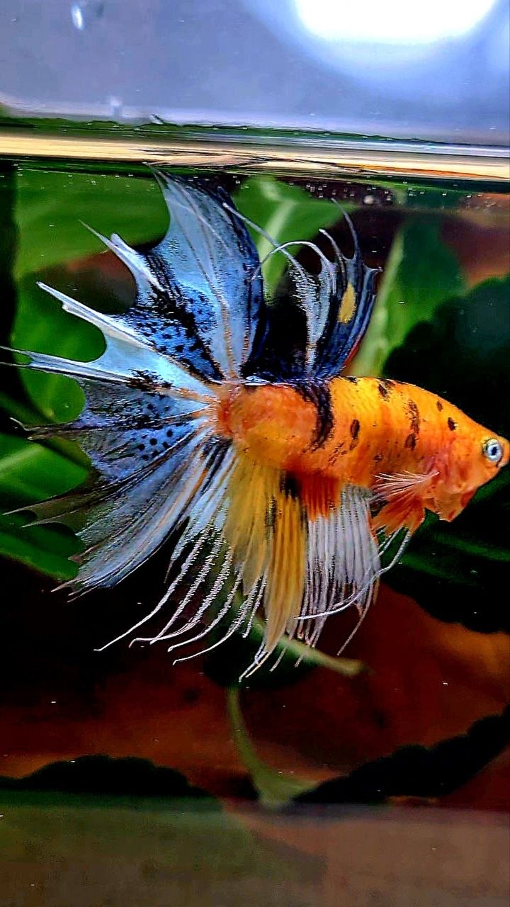 CROWNTAIL YELLOW BASED MULTICOLOR BETTA FISH