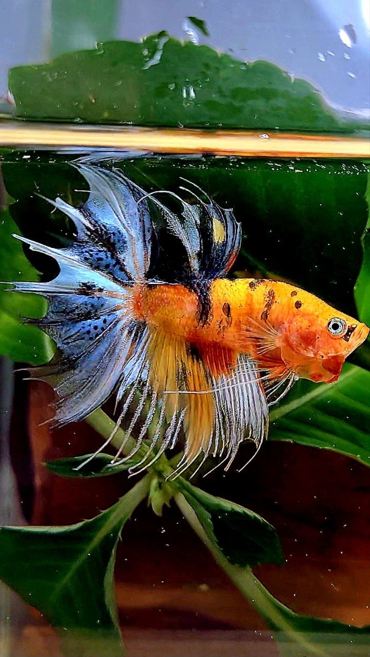 CROWNTAIL YELLOW BASED MULTICOLOR BETTA FISH