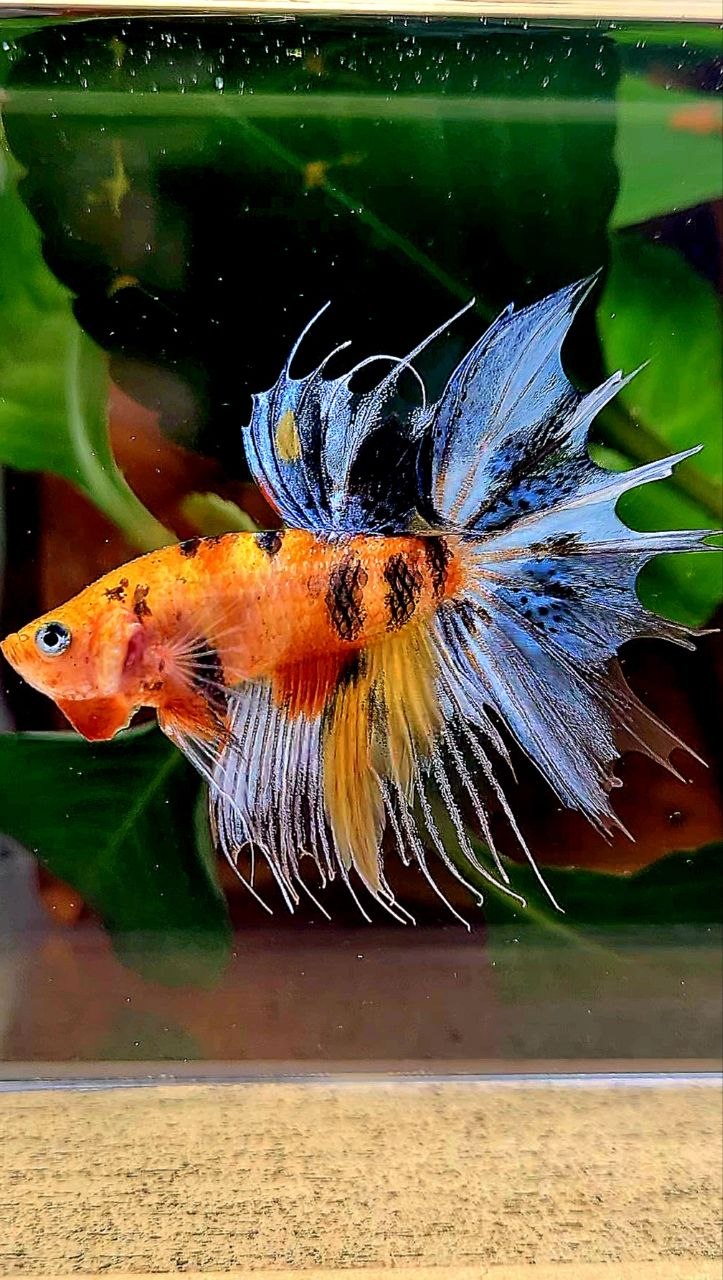 CROWNTAIL YELLOW BASED MULTICOLOR BETTA FISH